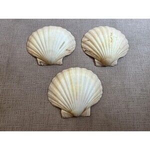 Set of 3 Natural Scallop Seashells 6 Inch Crafts Decor Baking Beach Coastal Art